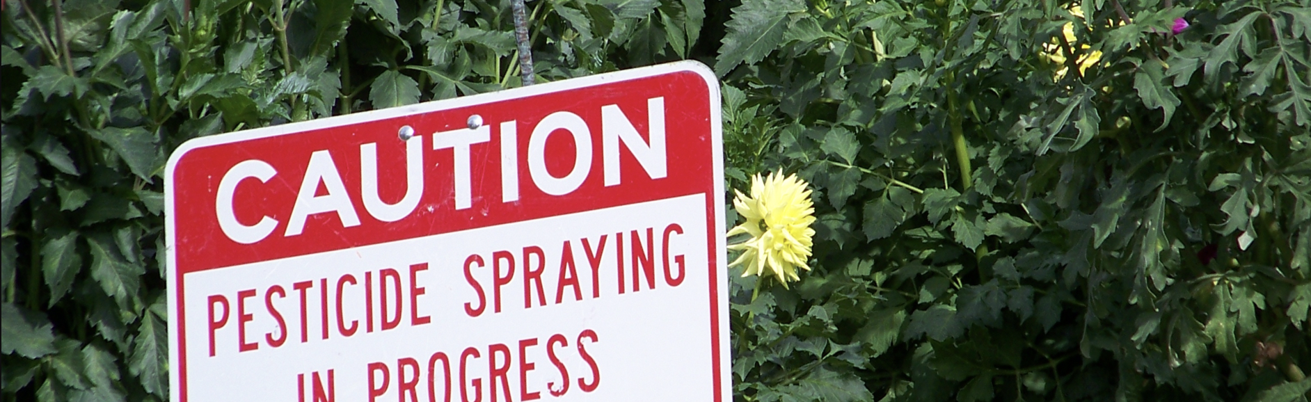 Ban Lawn Pesticides for the Good of the Environment and Our Personal Health